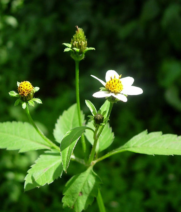 Extrait de Bidens pilosa